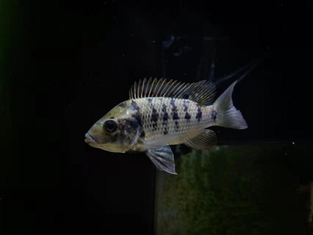 燎原之火_星火燎原_火凤燎原