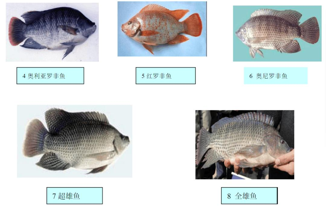 燎原之火_火凤燎原_星火燎原