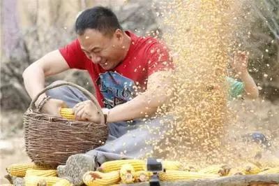 金色农家金谷的妈妈_金色农家_金色农家全集