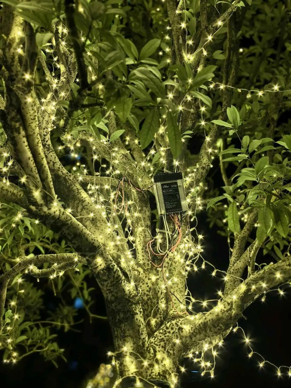 假如给我三天光明三天_三天打鱼两天晒网_三十三天