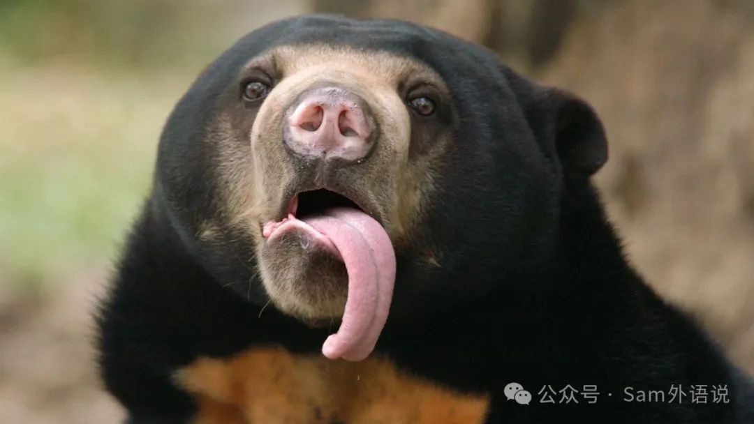 Tongues怎么读音发音_tongue_tongues