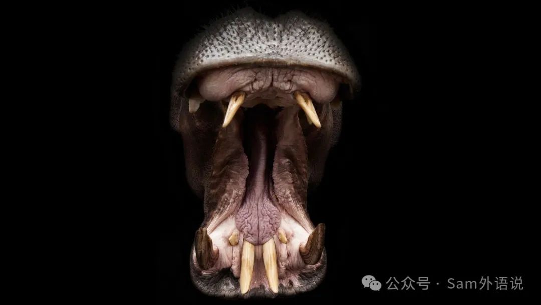 Tongues怎么读音发音_tongues_tongue