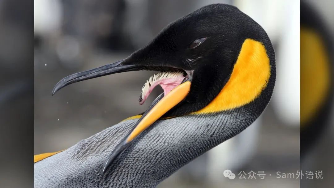 Tongues怎么读音发音_tongue_tongues