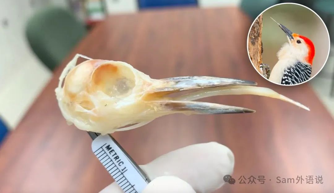 tongues_tongue_Tongues怎么读音发音