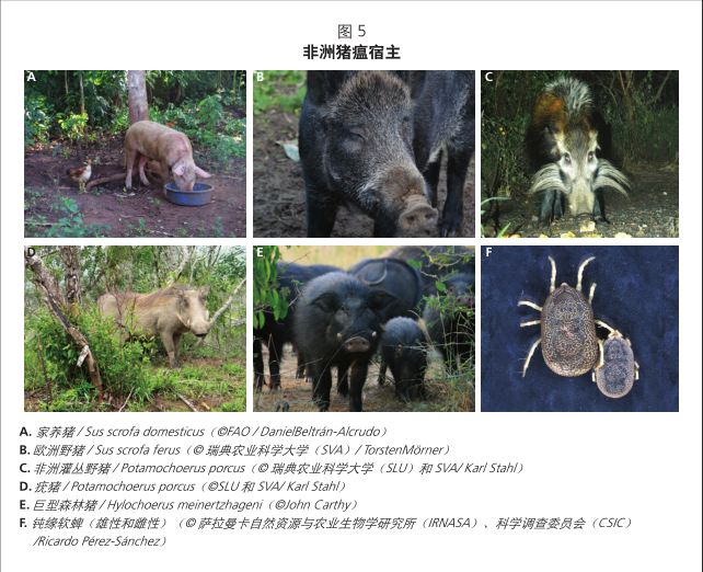 swineflue什么意思_swine_swine和pig的区别