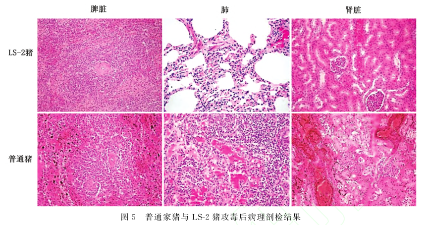swine和pig的区别_swineflue什么意思_swine