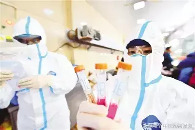 swine_swineflue什么意思_swine是什么意思