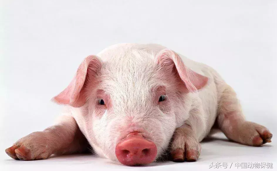 swine_swine是什么意思_swineflue什么意思