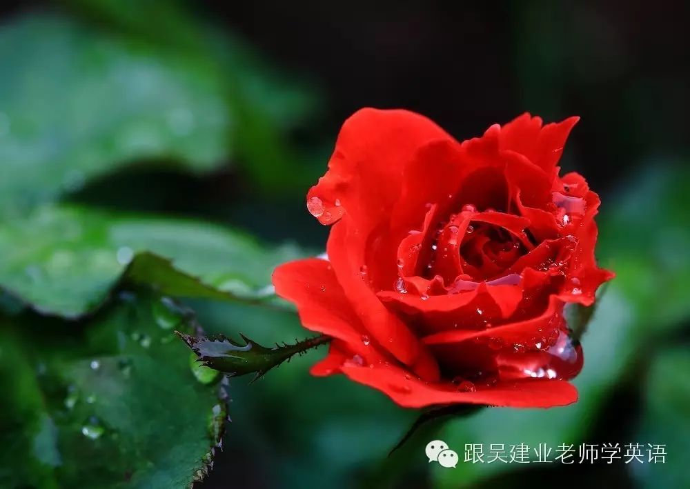 minded_likeminded_minded是什么意思