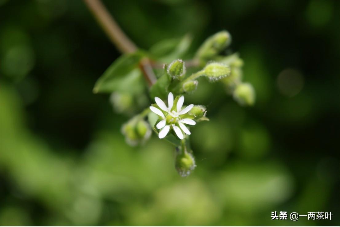 劲酒加红牛的功效和作用_劲的拼音_劲