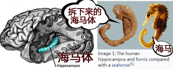 apathy_apathy是什么意思_apathy翻译