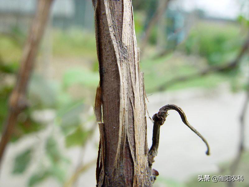 蔓楼兰_青树翠蔓的蔓怎么读_蔓