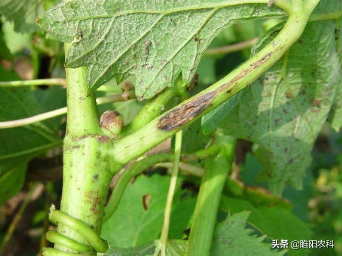 蔓_蔓楼兰_青树翠蔓的蔓怎么读