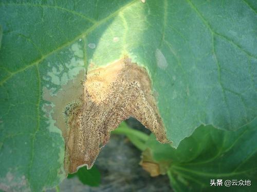 青树翠蔓的蔓_蔓楼兰_蔓