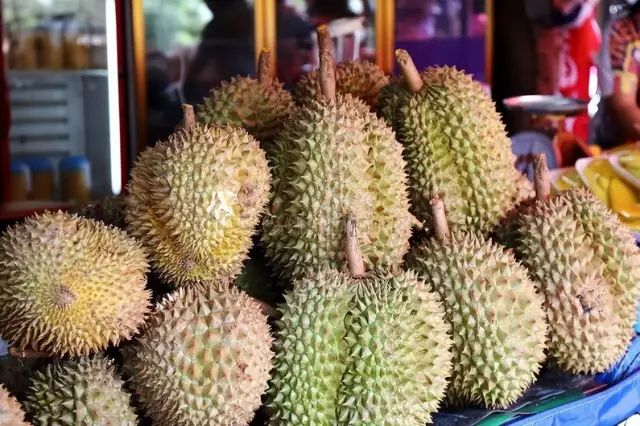 苏丹王榴莲好还是金枕榴莲好_苏丹王是哪个国家的_苏丹王