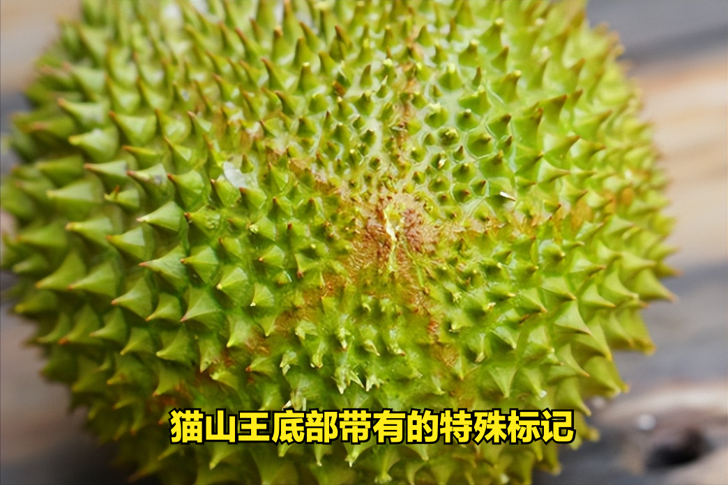苏丹王是哪个国家的_苏丹王_苏丹王榴莲和猫山王榴莲的区别