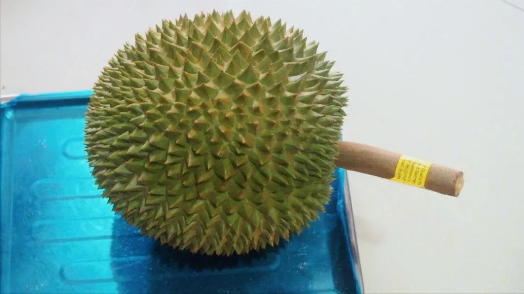 苏丹王_苏丹王是哪个国家的_苏丹王榴莲和猫山王榴莲的区别