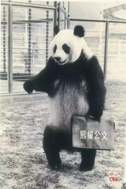 oldest_eldest_oldest的中文翻译