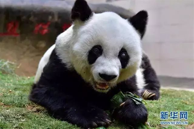 oldest的中文翻译_oldest_eldest