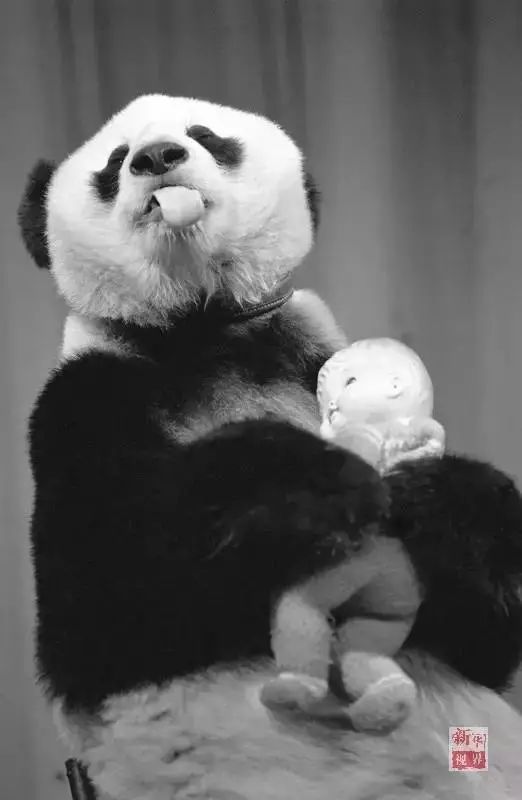 eldest_oldest_oldest的中文翻译