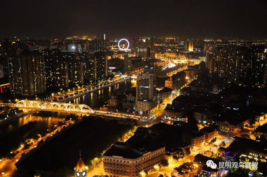 songbirds_songbird萨克斯_songbird是什么意思
