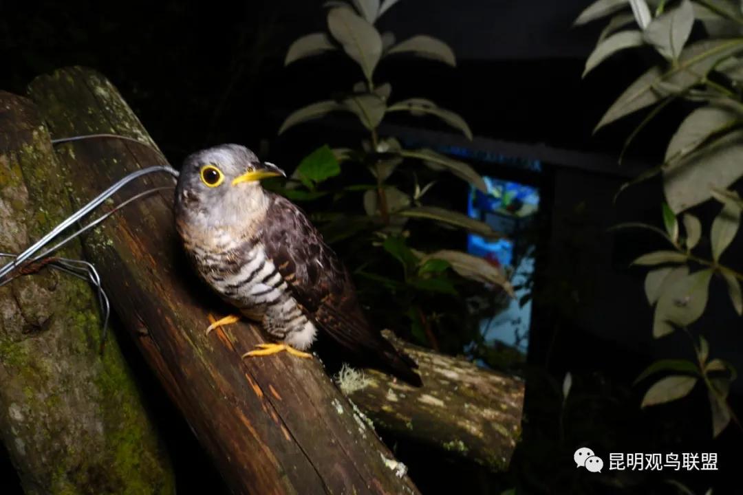 songbird是什么意思_songbirds_songbird萨克斯