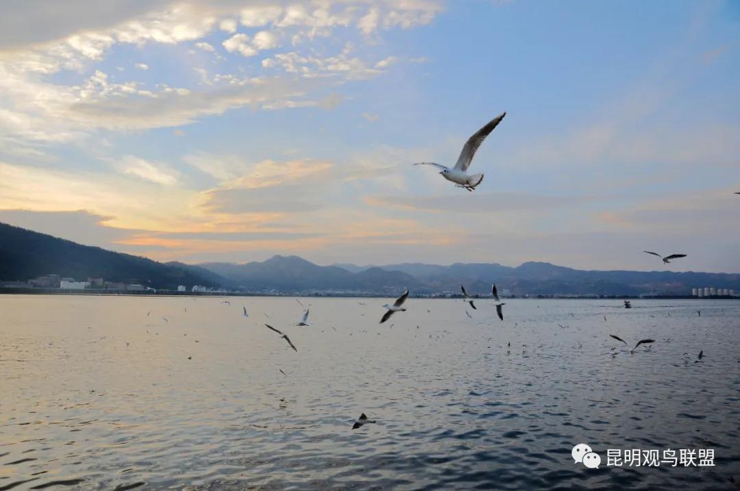 songbird萨克斯_songbird是什么意思_songbirds