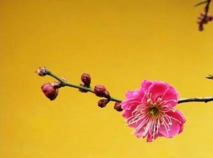 返还原物还要承担赔偿损失吗_返还原物包括钱吗_返本还原
