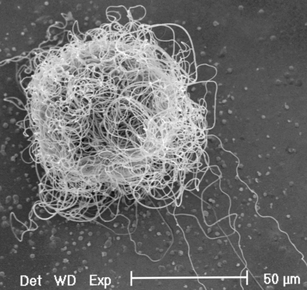 dyneinarm_dynein和kinesin_dynein