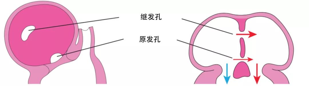 dyneinarm_dynein_dynein蛋白