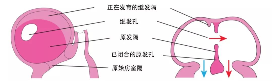 dyneinarm_dynein_dynein蛋白