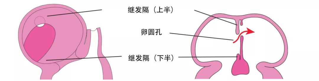 dynein蛋白_dynein_dyneinarm