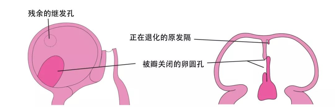 dynein_dyneinarm_dynein蛋白