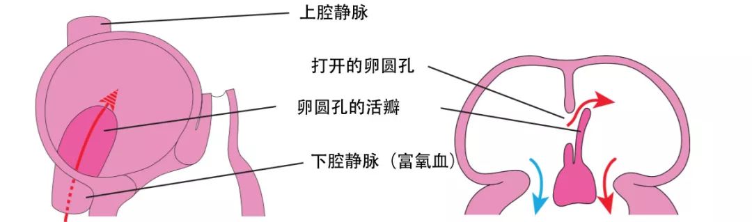 dynein蛋白_dynein_dyneinarm