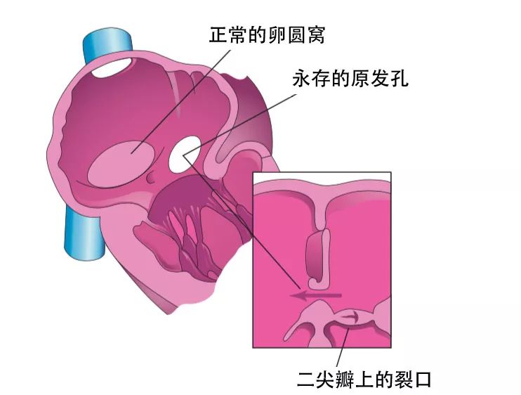 dynein蛋白_dyneinarm_dynein