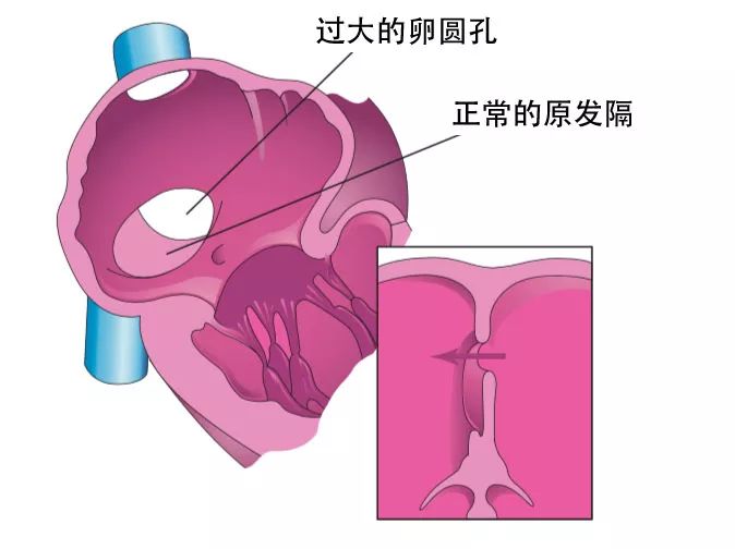 dynein_dyneinarm_dynein蛋白