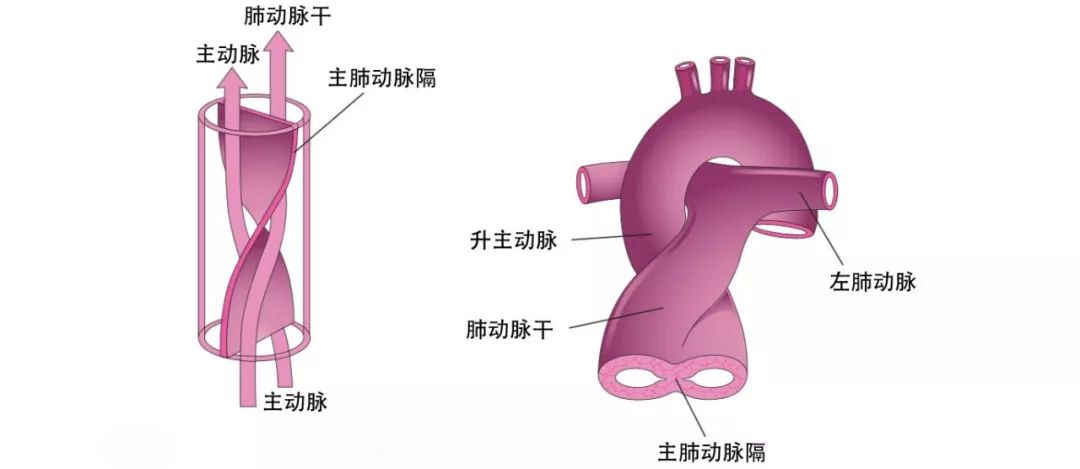 dynein蛋白_dynein_dyneinarm