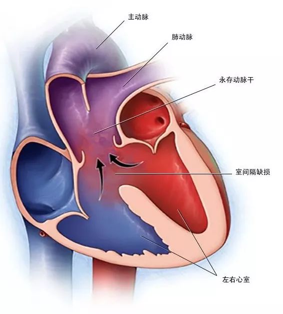 dynein蛋白_dynein_dyneinarm