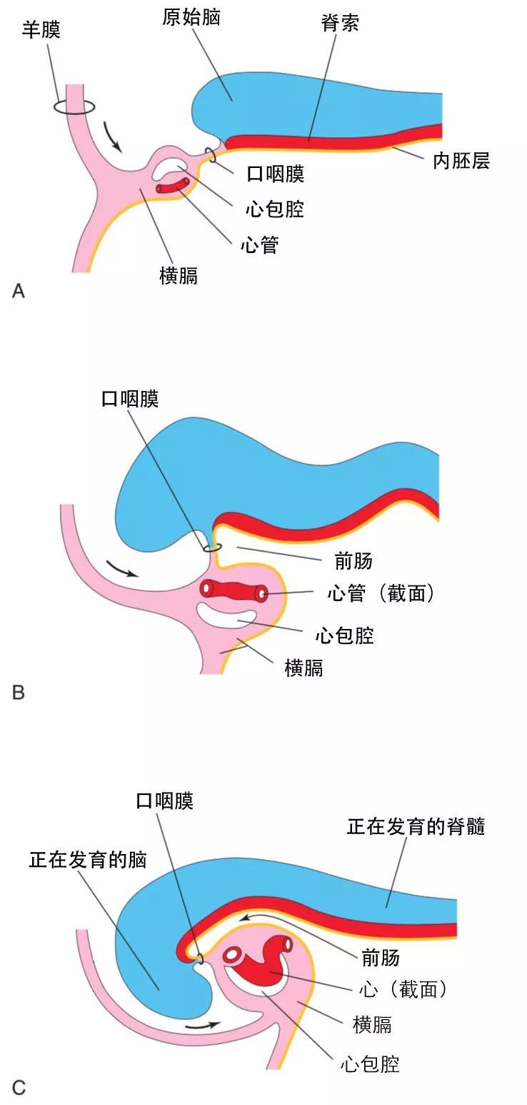 dyneinarm_dynein_dynein蛋白