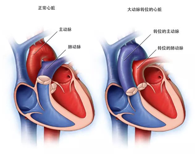 dynein蛋白_dynein_dyneinarm
