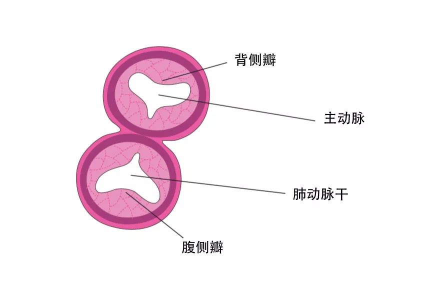 dynein_dyneinarm_dynein蛋白