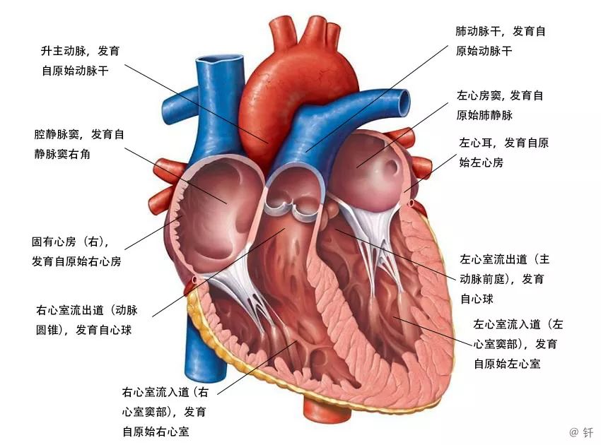 dyneinarm_dynein_dynein蛋白