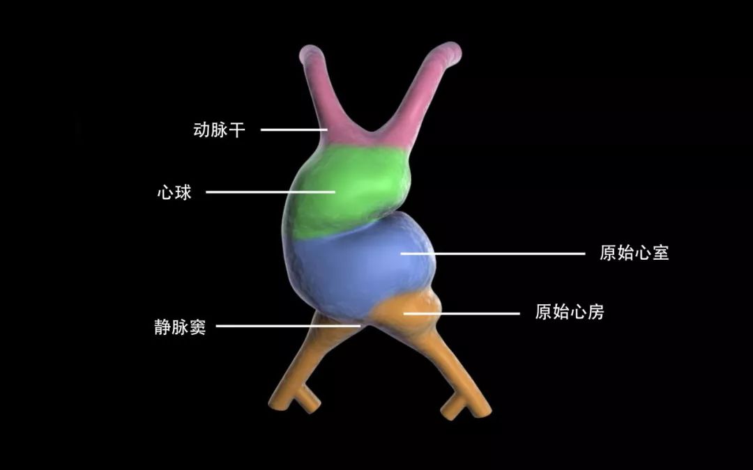 dyneinarm_dynein_dynein蛋白