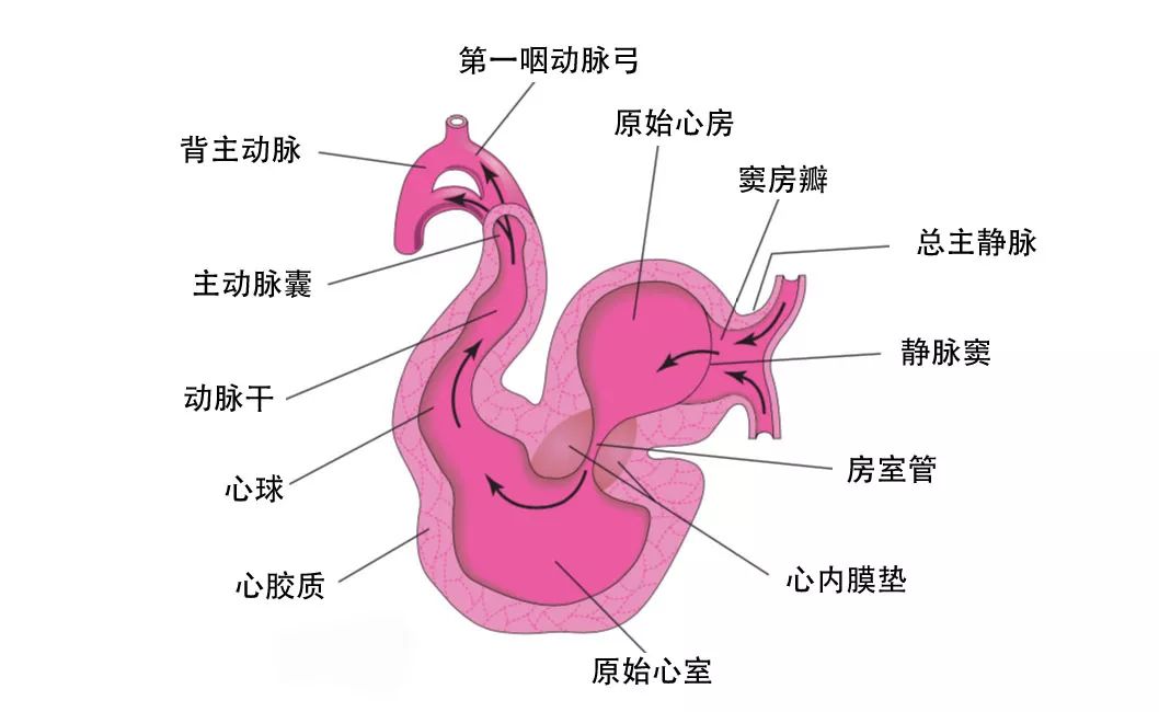 dynein蛋白_dyneinarm_dynein