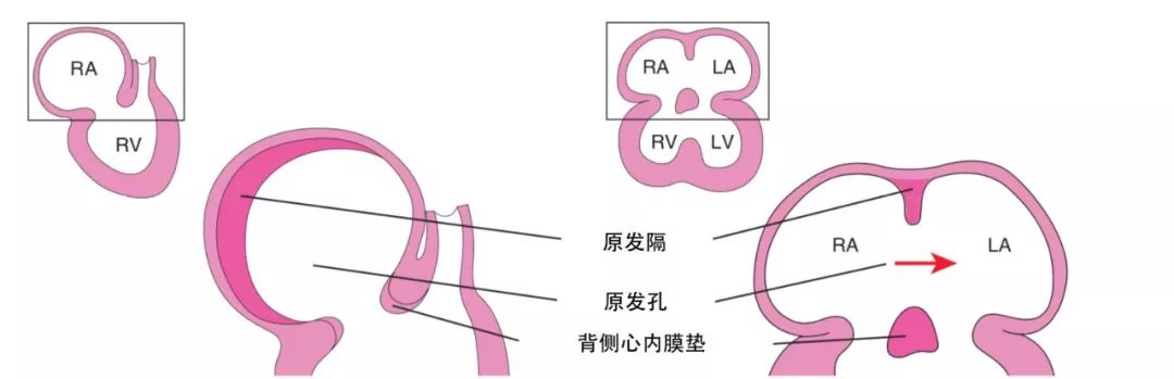 dynein_dyneinarm_dynein蛋白