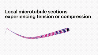 dynein蛋白_dynein和kinesin_dynein