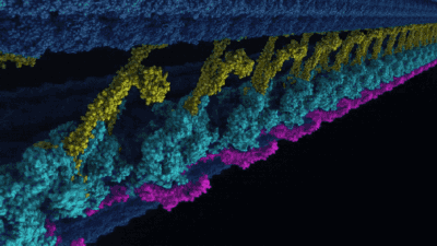 dynein蛋白_dynein和kinesin_dynein