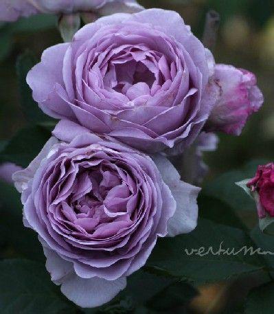 roes_blueroes真多麻珍珠_axleroes