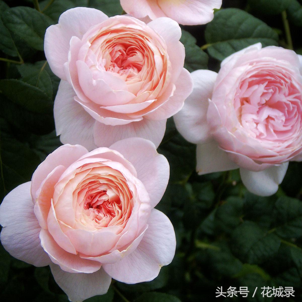 roes_blueroes真多麻珍珠_axleroes