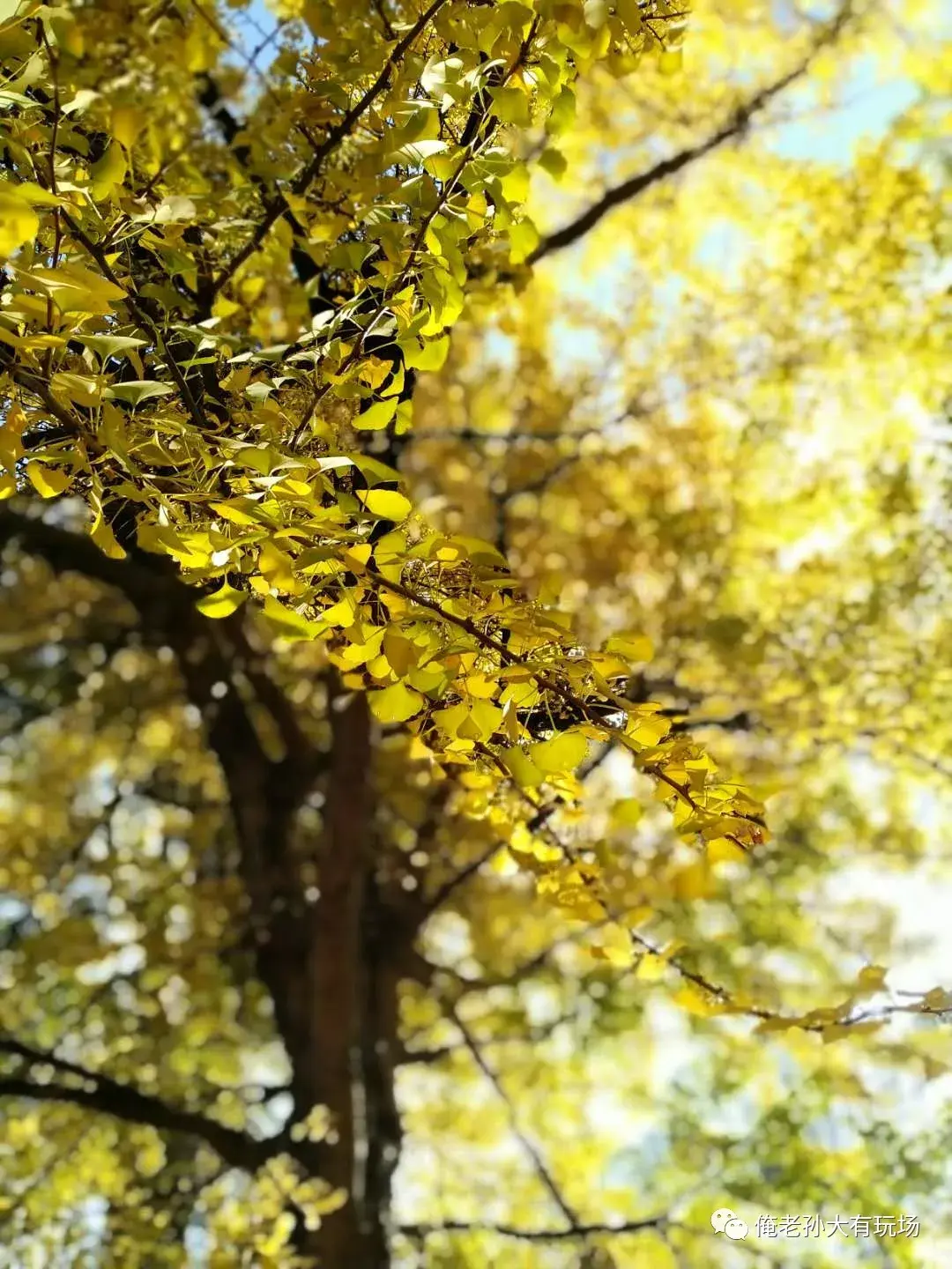 凌虚阁_凌虚阁_凌虚阁